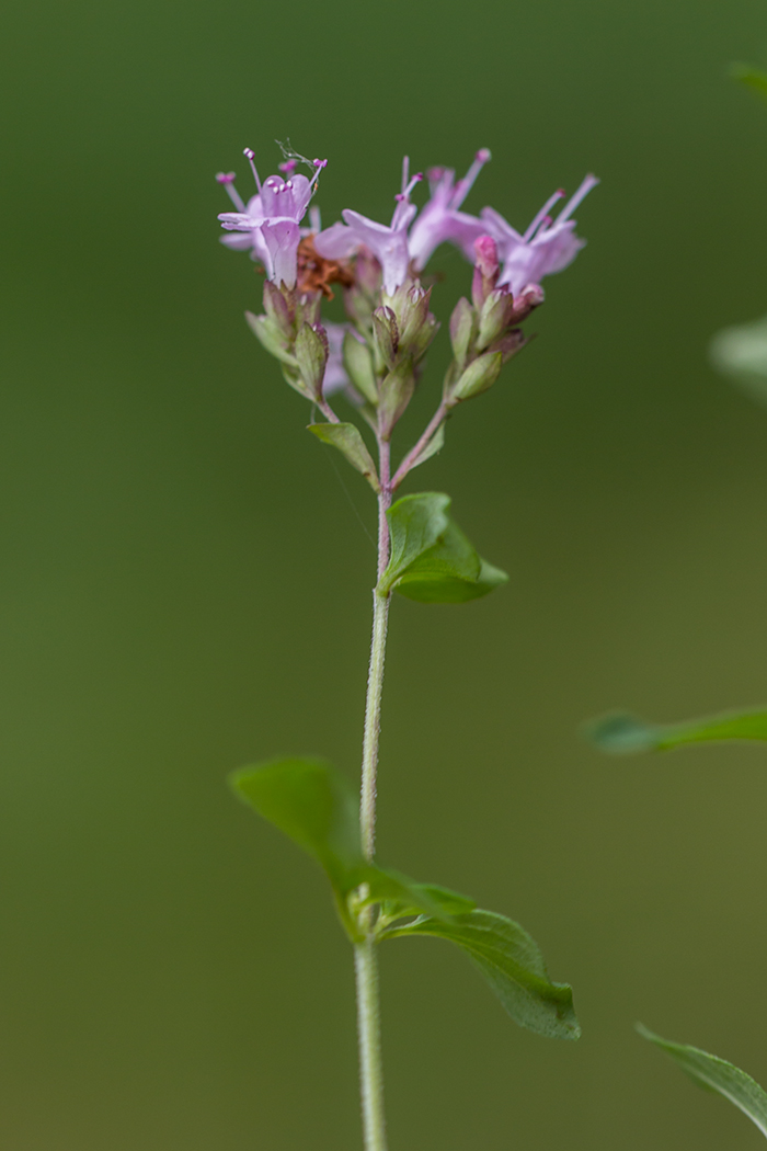 Image of Origanum vulgare specimen.