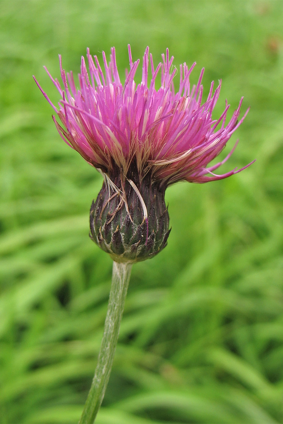 Изображение особи Cirsium pannonicum.