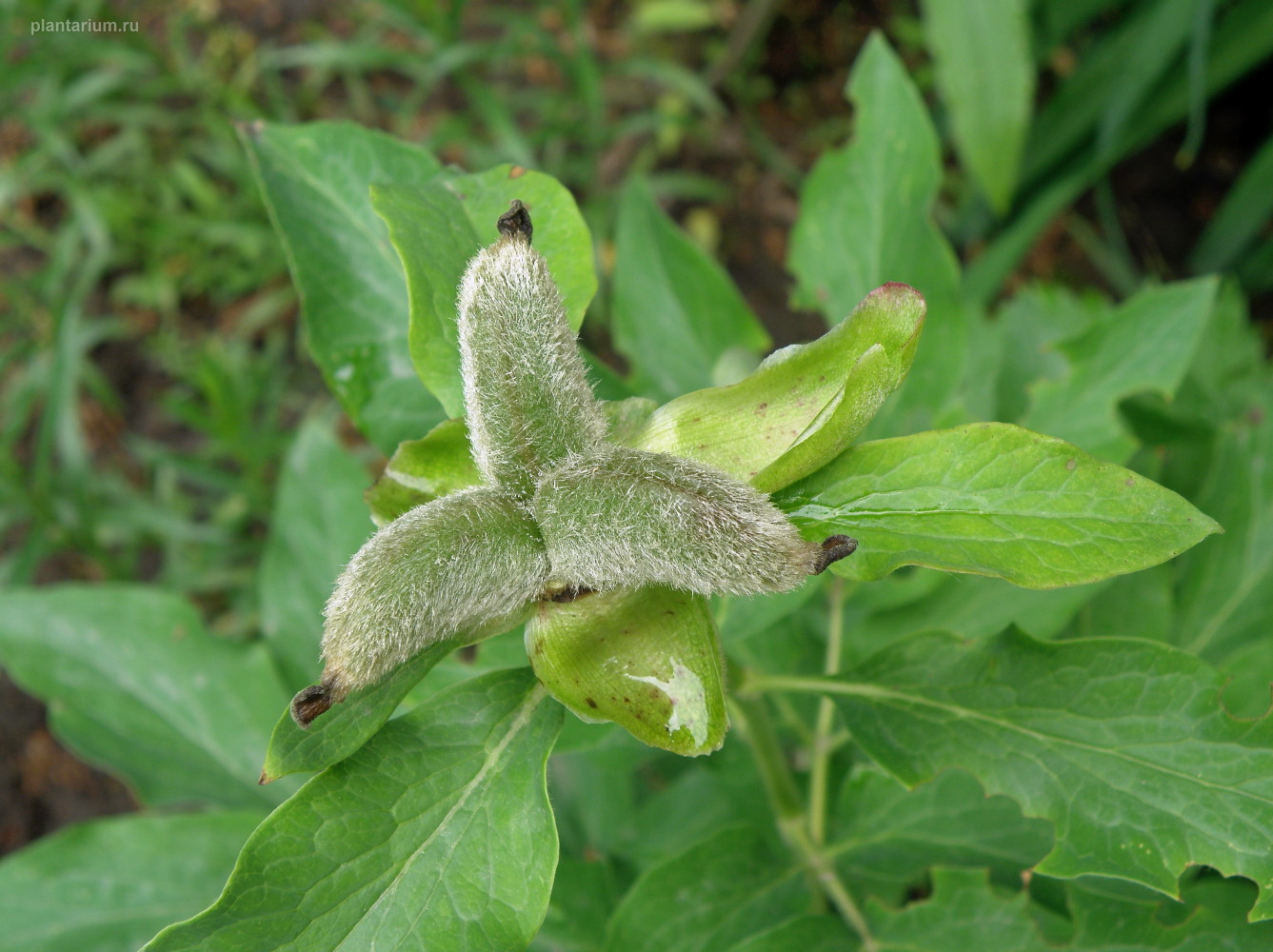 Image of Paeonia arietina specimen.