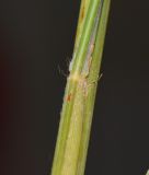 Image of taxon representative. Author is Татьяна Мальчинская