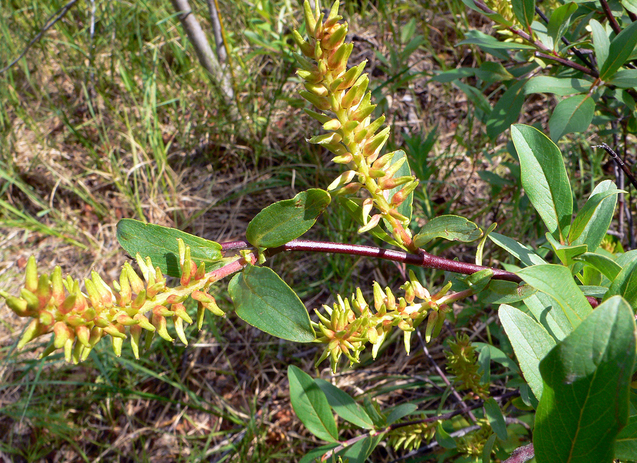 Image of genus Salix specimen.