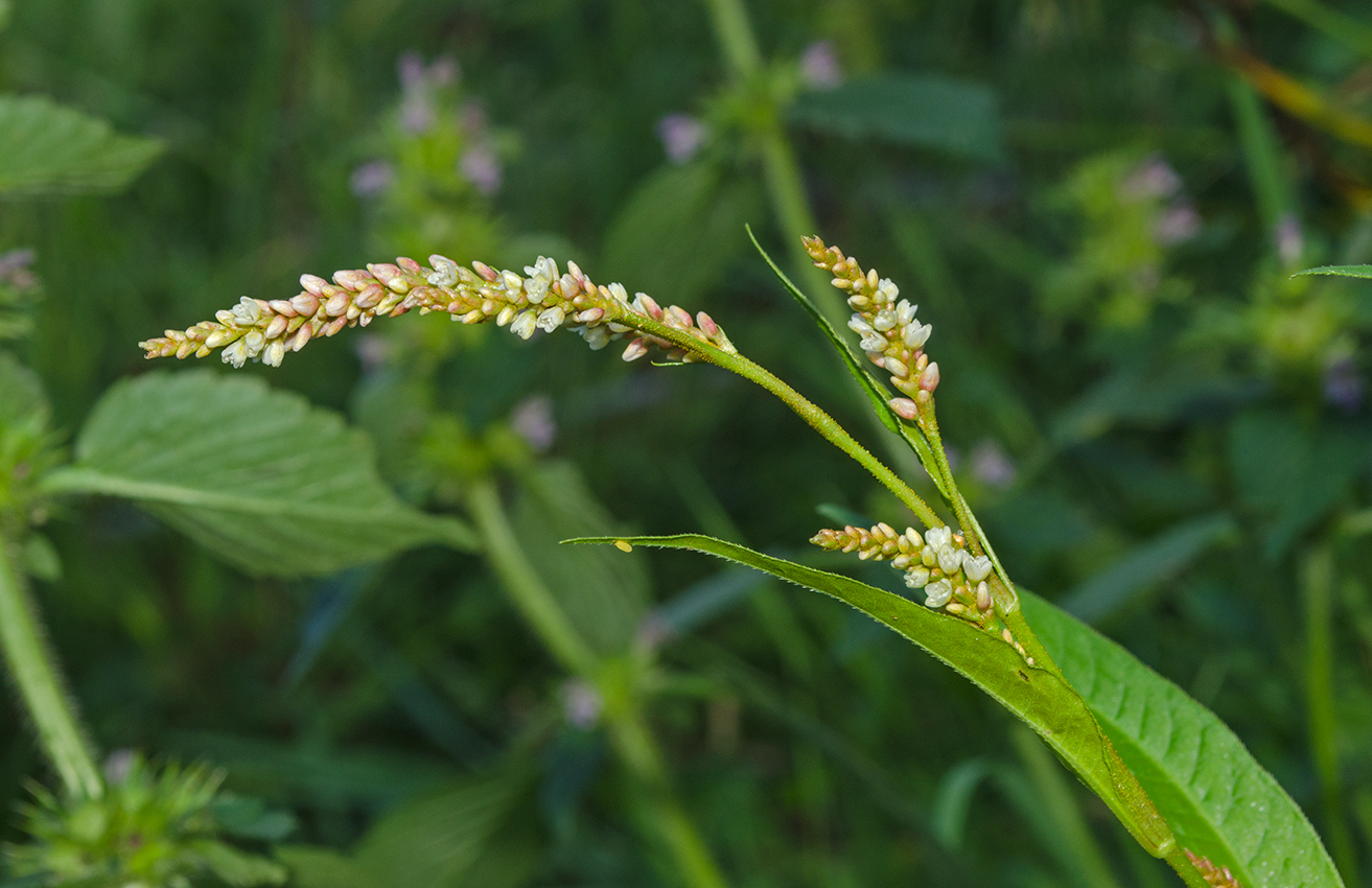 Image of Persicaria lapathifolia specimen.