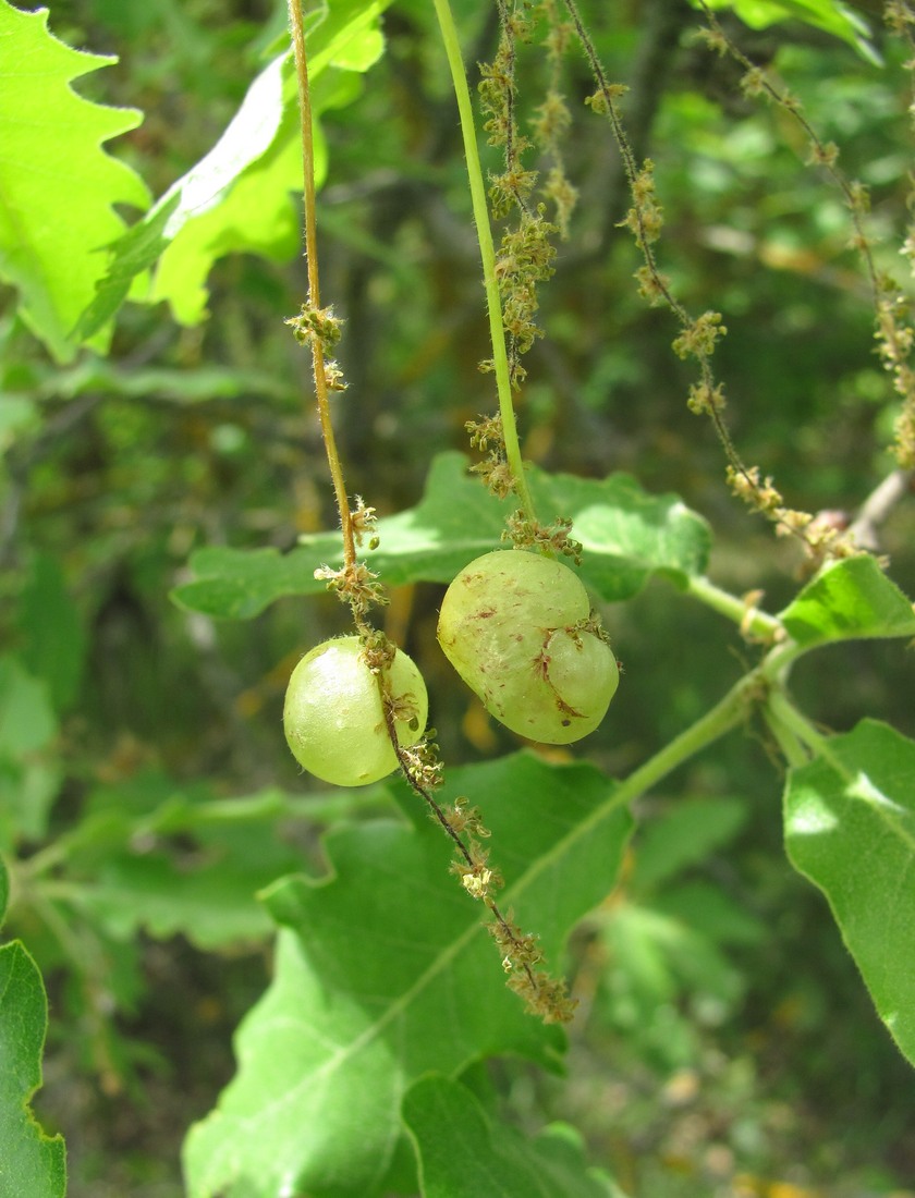 Изображение особи Quercus pubescens.