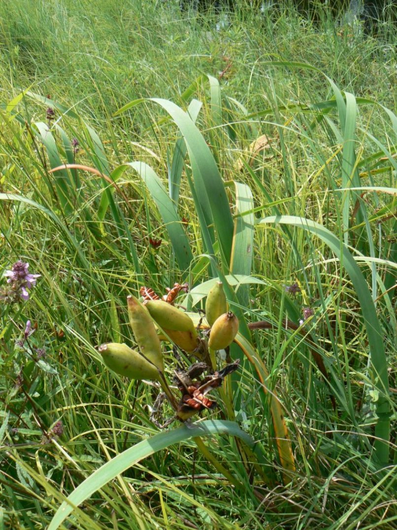 Изображение особи Iris laevigata.