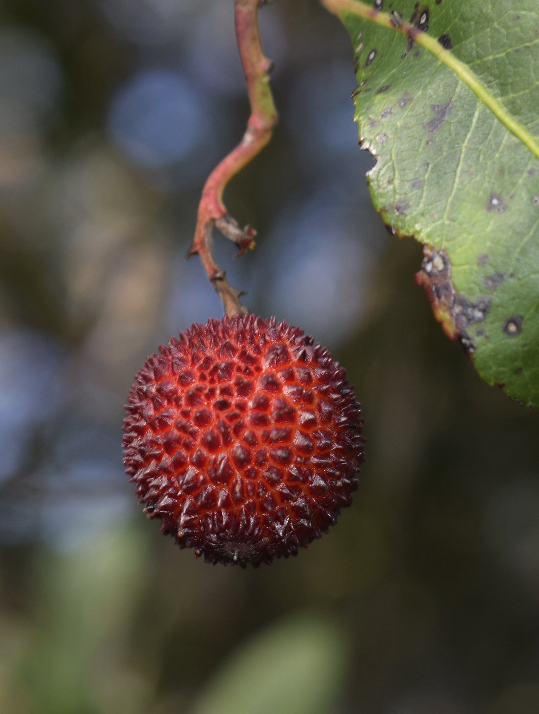 Image of Arbutus unedo specimen.