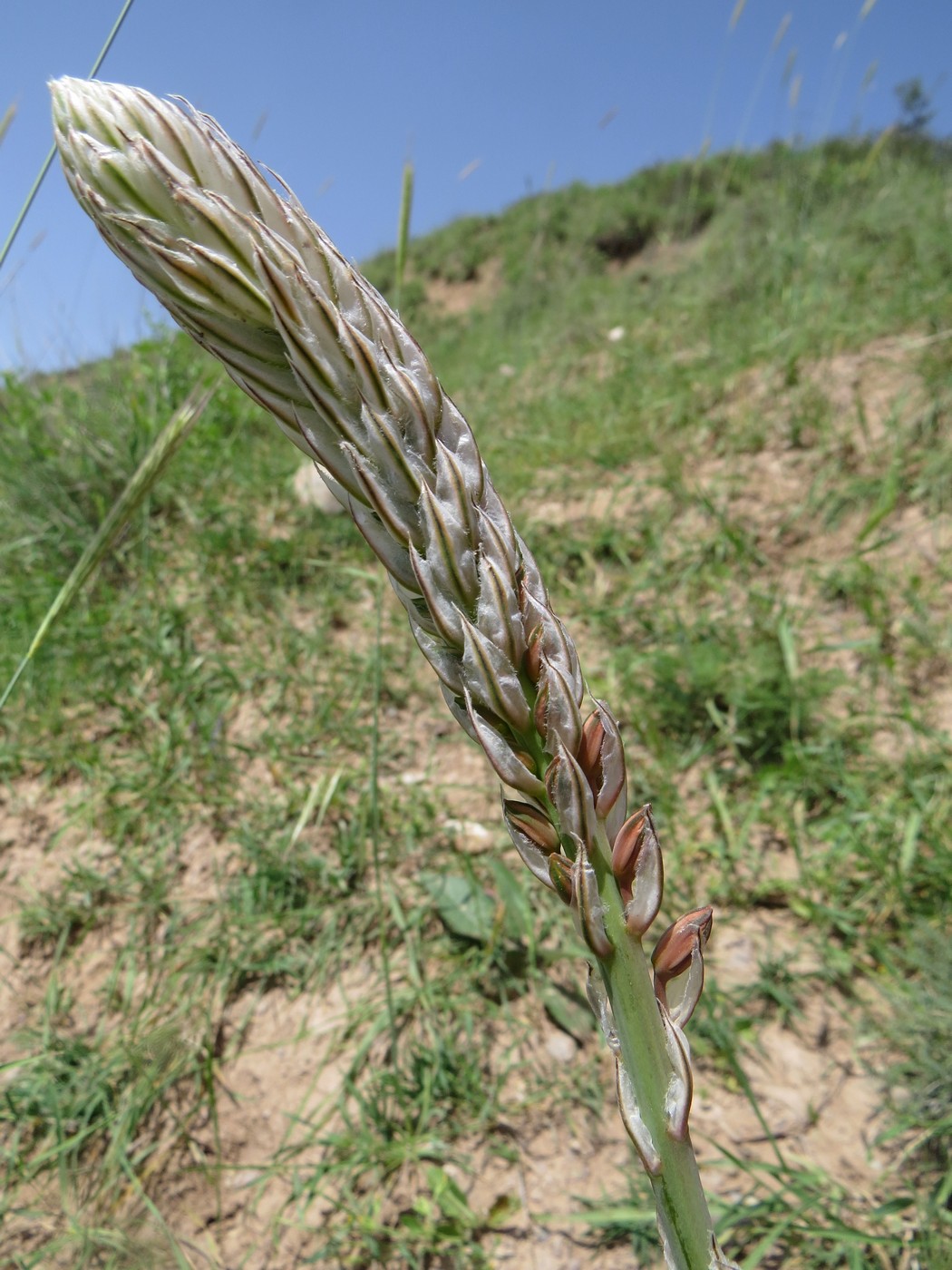 Image of Eremurus comosus specimen.