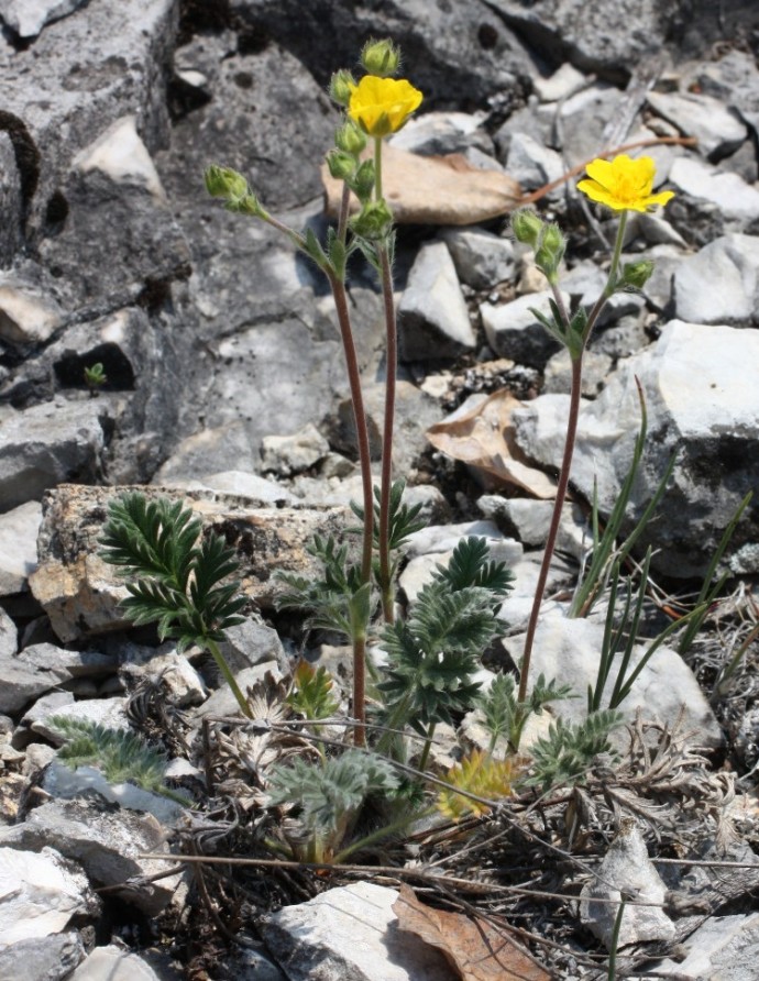 Изображение особи Potentilla muldaschevii.