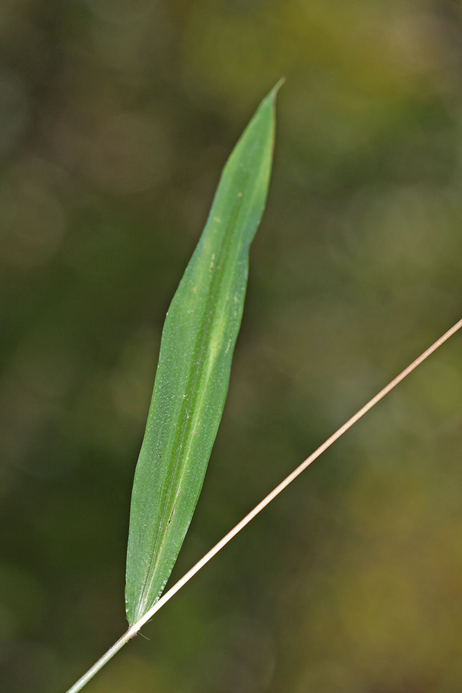 Image of Microstegium nodosum specimen.