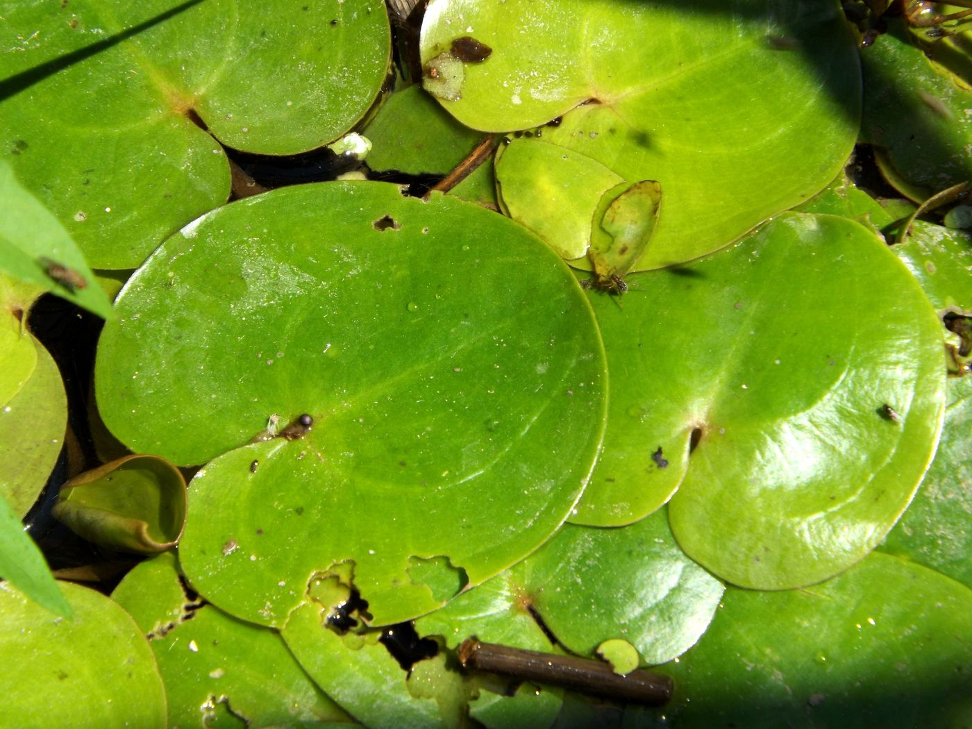 Image of Hydrocharis morsus-ranae specimen.