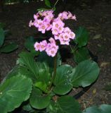 Bergenia crassifolia. Цветущее растение. Крым, Южный Берег, Партенит, парк ЛОК \"Айвазовское\". 30.04.2018.