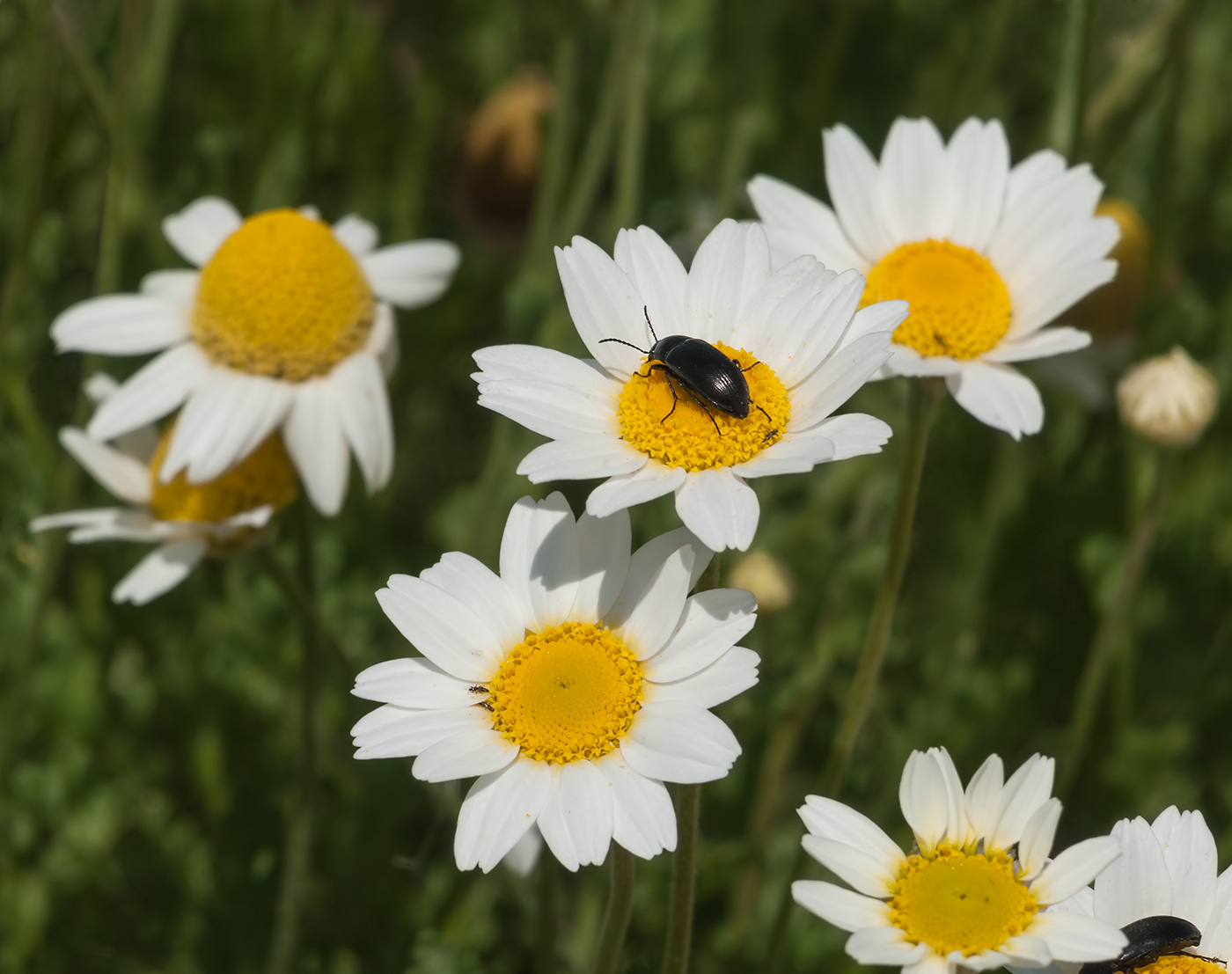 Изображение особи род Anthemis.