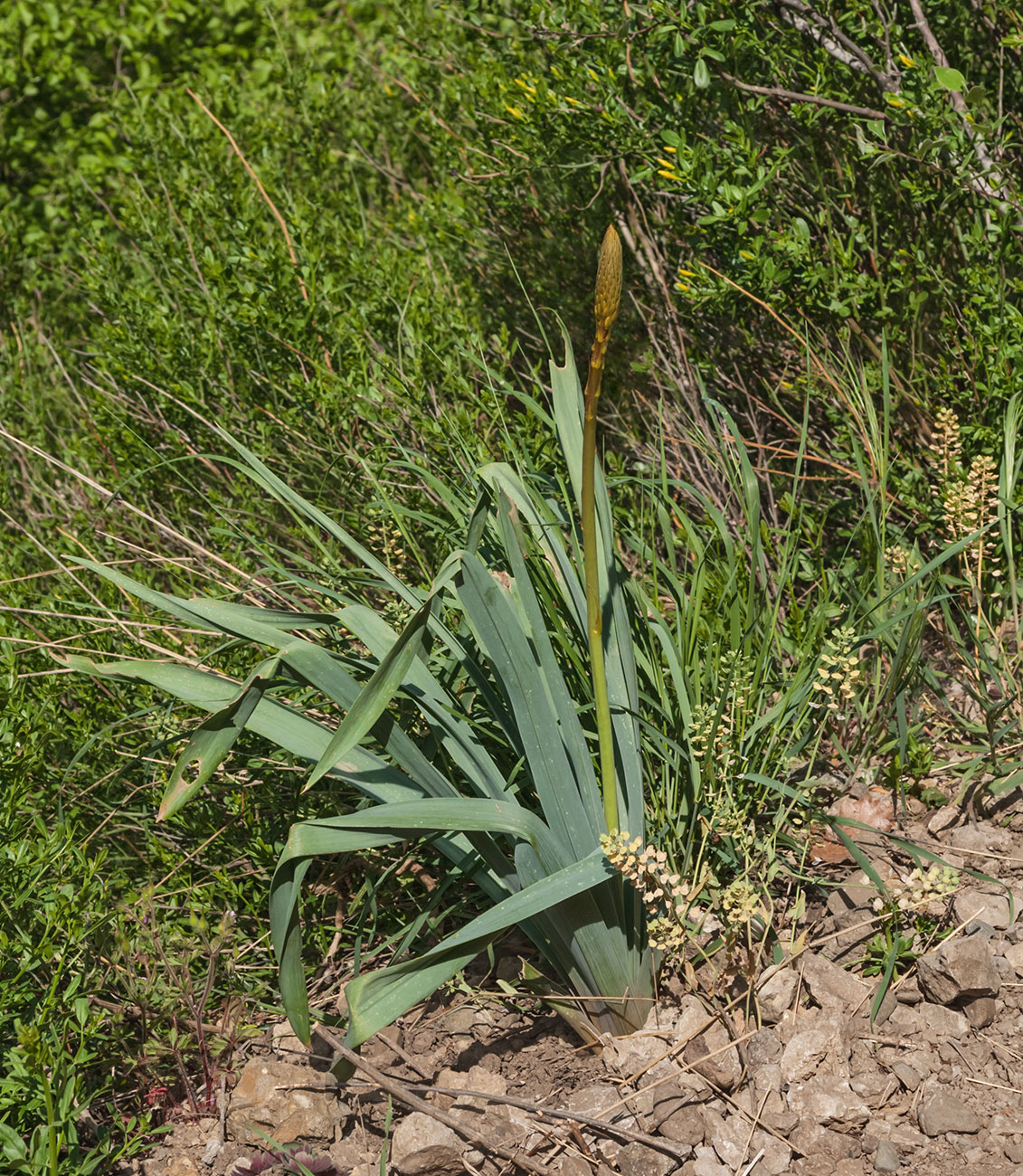 Изображение особи род Eremurus.