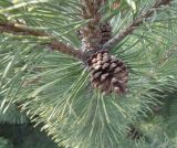 Pinus mugo. Часть ветви с раскрывшимися шишками. Тверская обл., г. Тверь, пос. Киселёво, ул. Большая Зуевская, в культуре у частного дома. 7 апреля 2019 г.