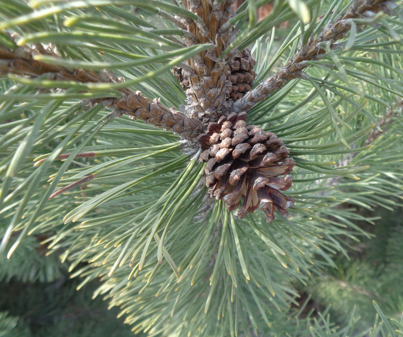 Image of Pinus mugo specimen.