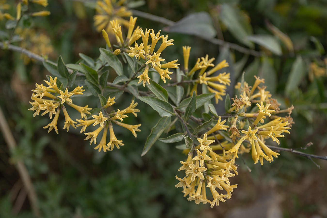 Image of Cestrum parqui specimen.