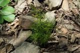 Asparagus verticillatus