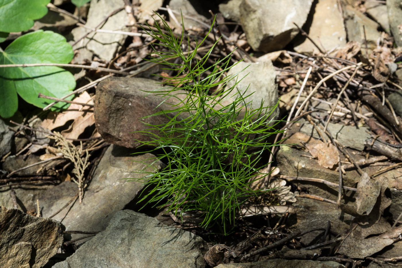 Изображение особи Asparagus verticillatus.