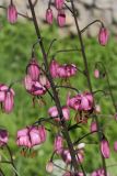 Lilium martagon. Часть соцветия. Санкт-Петербург, пос. Можайский, в культуре. 03.07.2010.