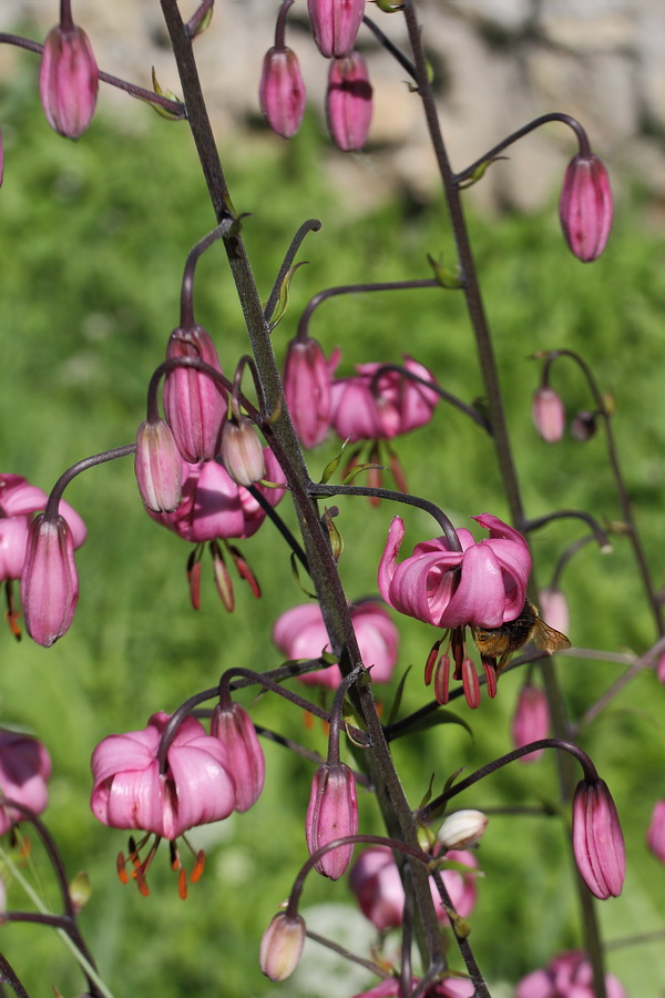 Изображение особи Lilium martagon.