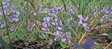 Viola rupestris