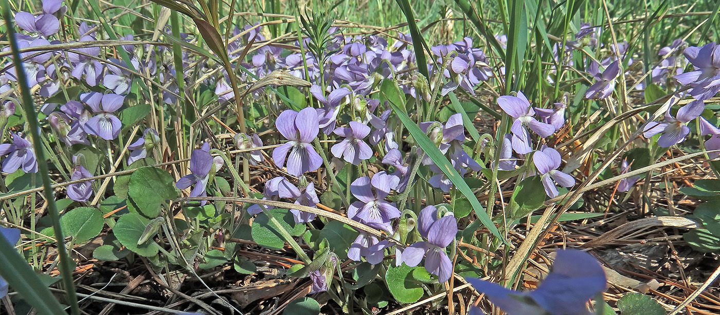 Image of Viola rupestris specimen.