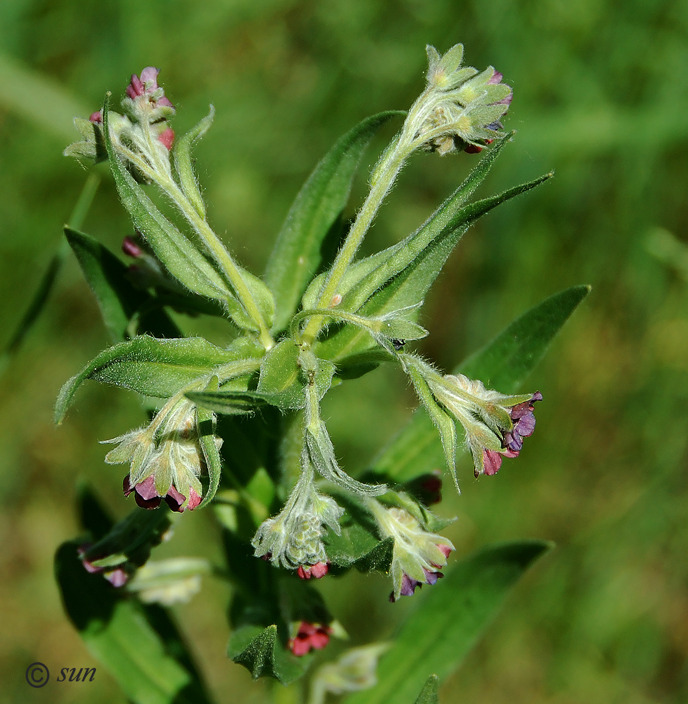 Изображение особи Cynoglossum officinale.