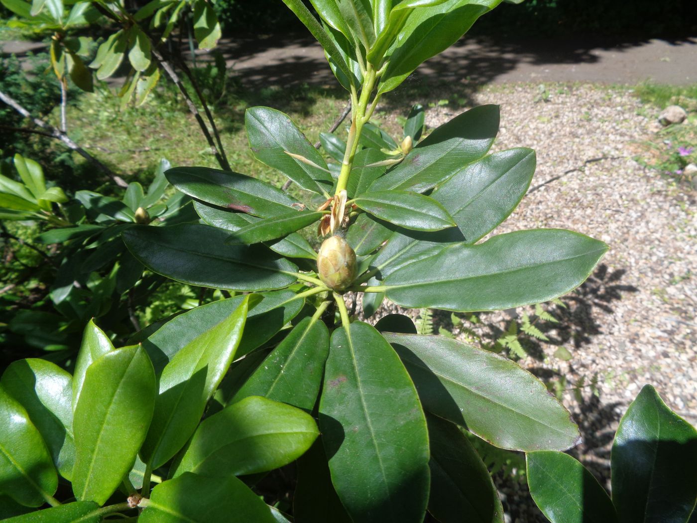 Image of genus Rhododendron specimen.