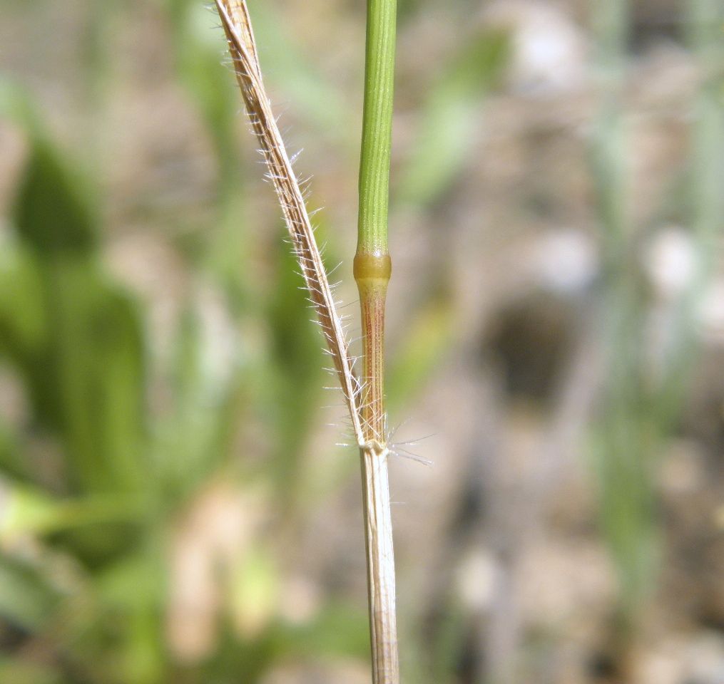 Изображение особи Aegilops cylindrica.