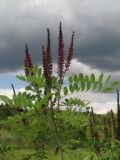 Amorpha fruticosa. Ветви с соцветиями. Горный Крым, Главная гряда, берег Счастливенского вдхр. 29.06.2019.