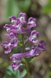 Corydalis caucasica