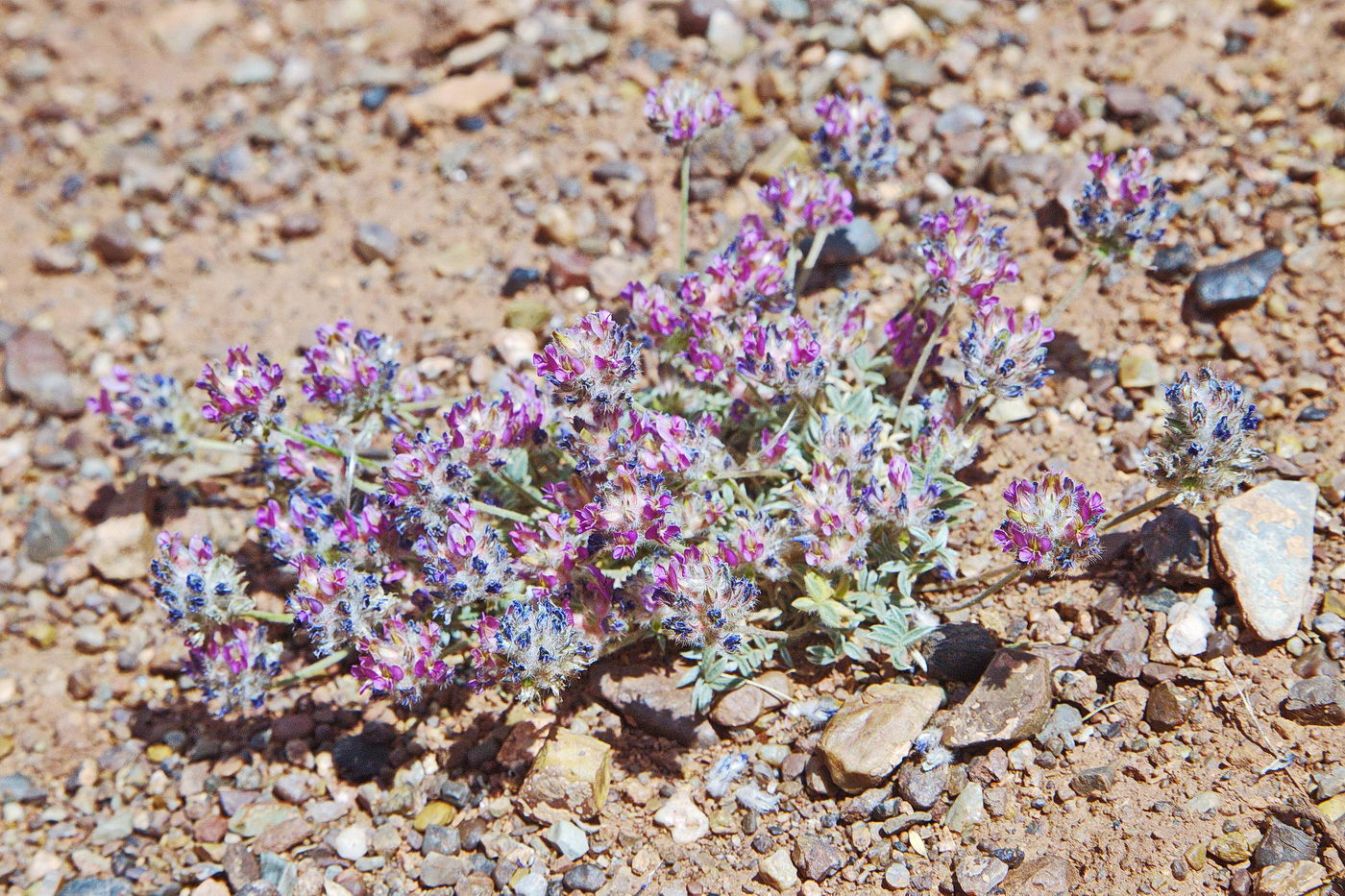 Image of Oxytropis bella specimen.