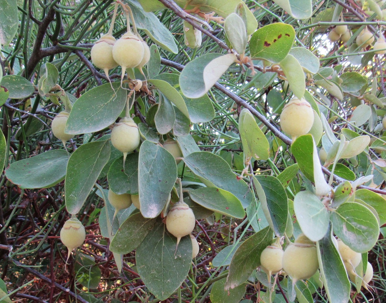 Image of Styrax officinalis specimen.