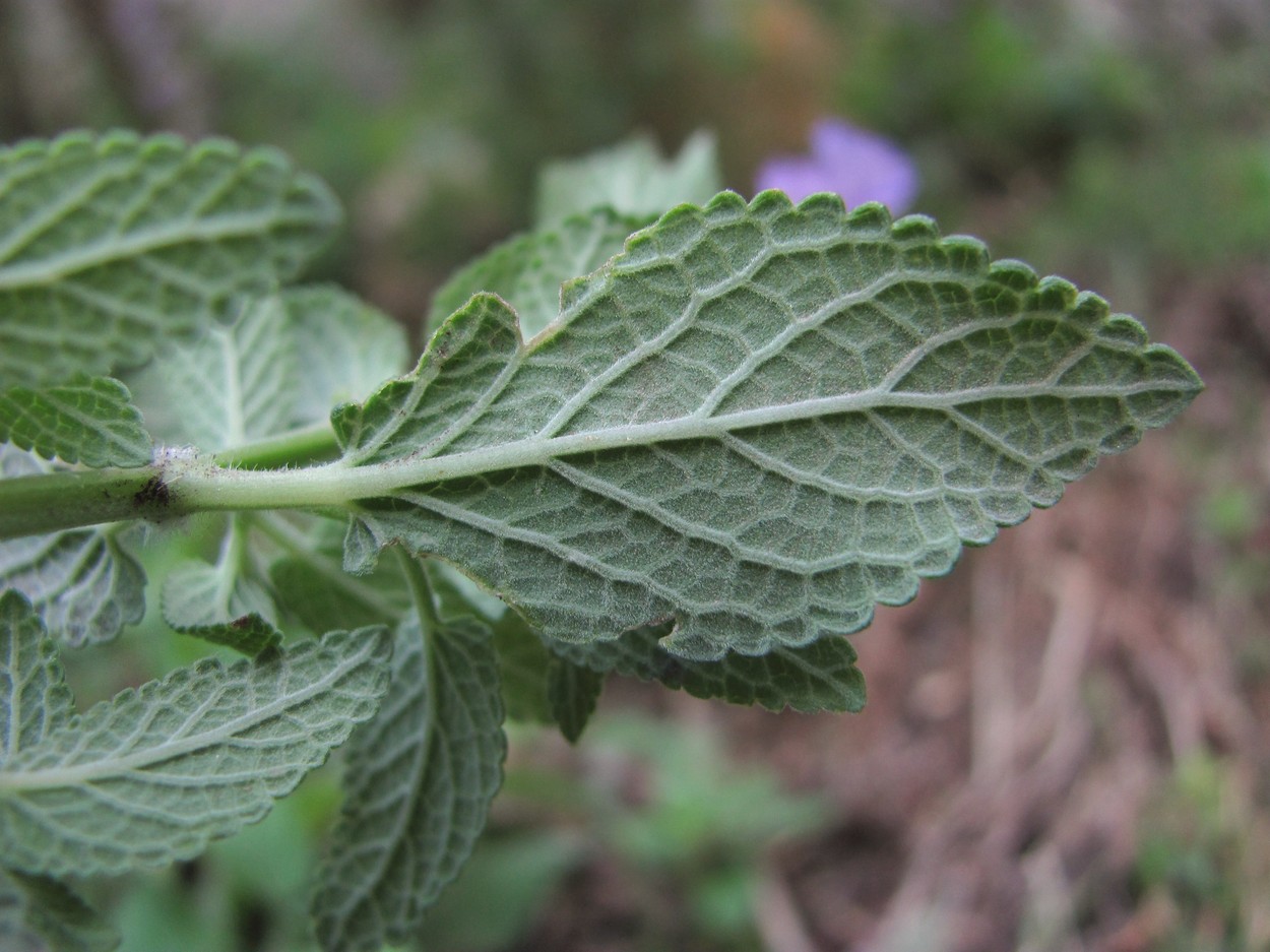 Image of Nepeta grandiflora specimen.