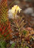 Linaria buriatica