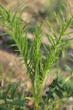 род Cirsium