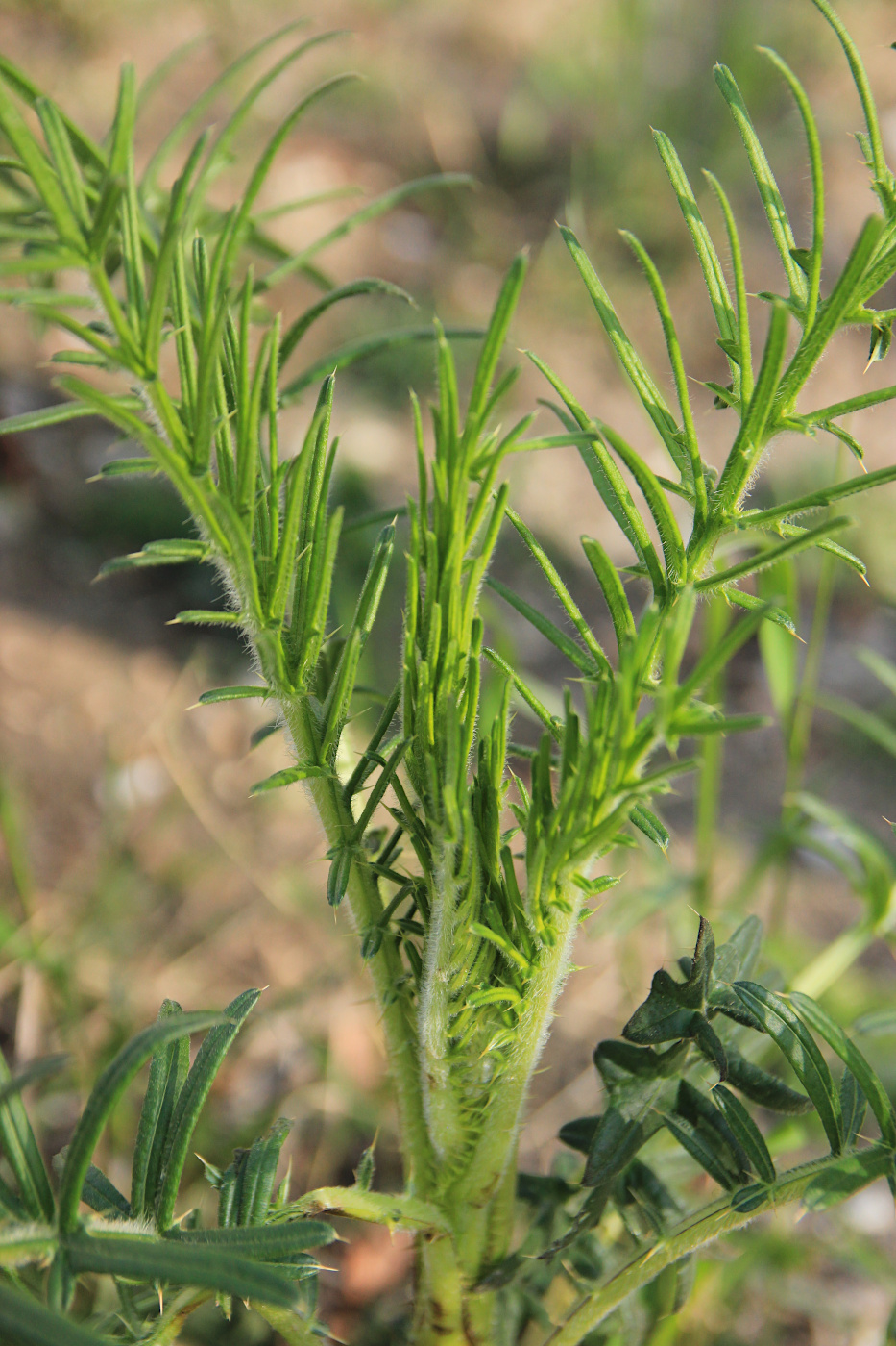 Изображение особи род Cirsium.