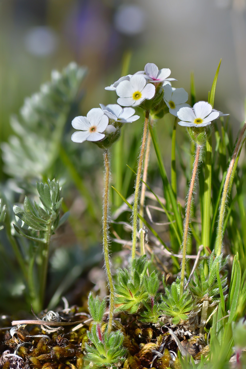 Image of Androsace barbulata specimen.