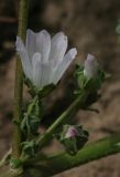 Malva neglecta