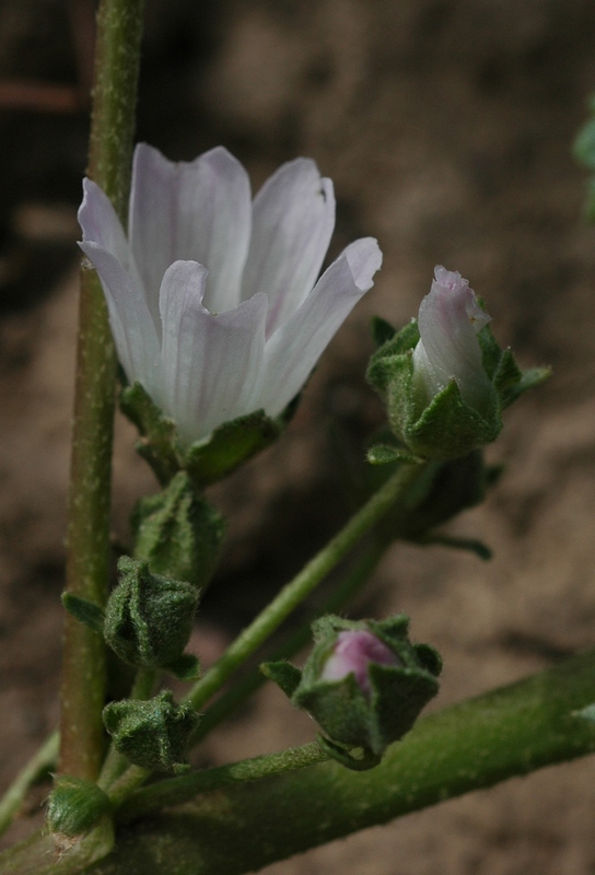 Image of Malva neglecta specimen.