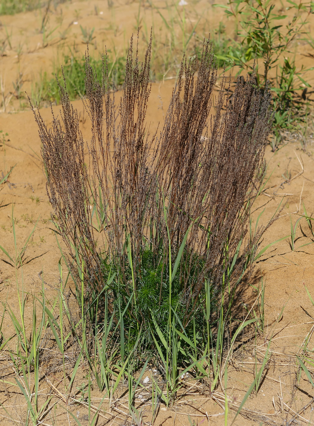 Image of Artemisia campestris specimen.