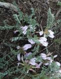 Astragalus testiculatus