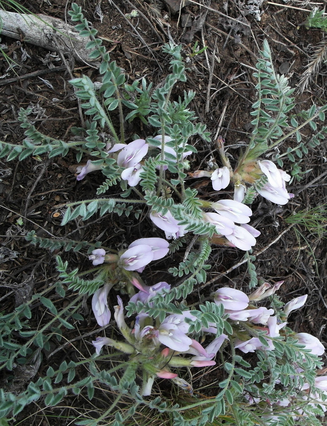 Изображение особи Astragalus testiculatus.