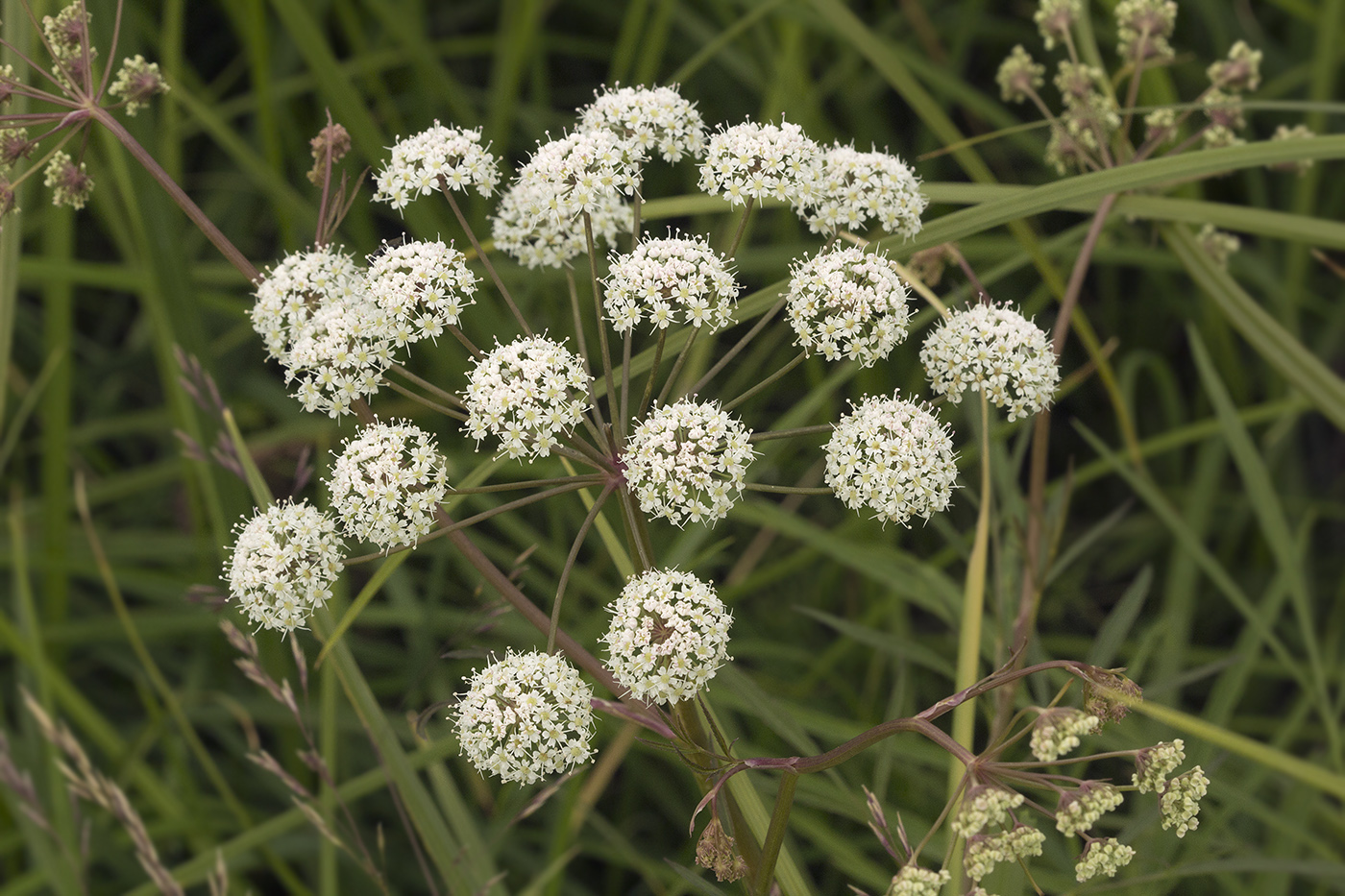 Image of Cicuta virosa specimen.