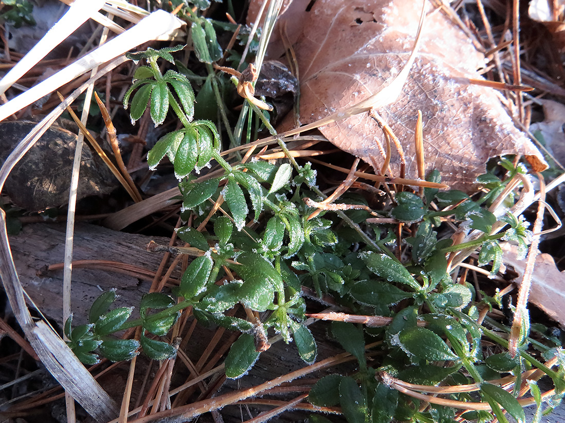 Изображение особи Galium mollugo.