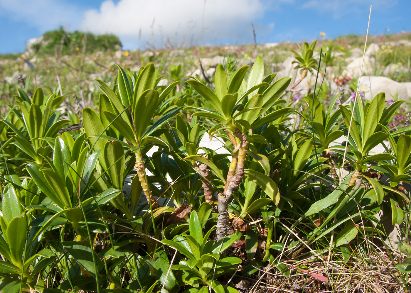 Image of Daphne glomerata specimen.