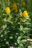 Lysimachia vulgaris. Верхушки цветущих побегов. Финляндия, муниципалитет Савонлинна, окр. туркомплекса Харьюн Портти, разнотравный луг в небольшой депрессии. 14.07.2019.