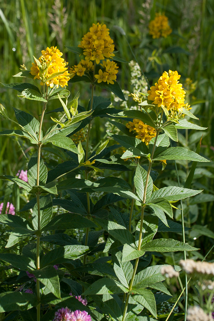 Изображение особи Lysimachia vulgaris.