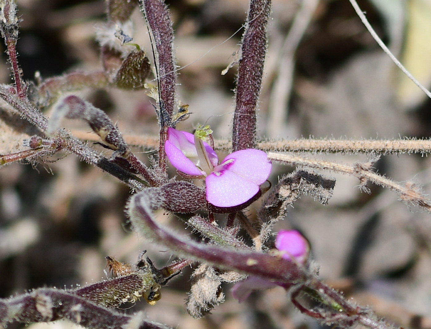 Изображение особи Desmodium scorpiurus.