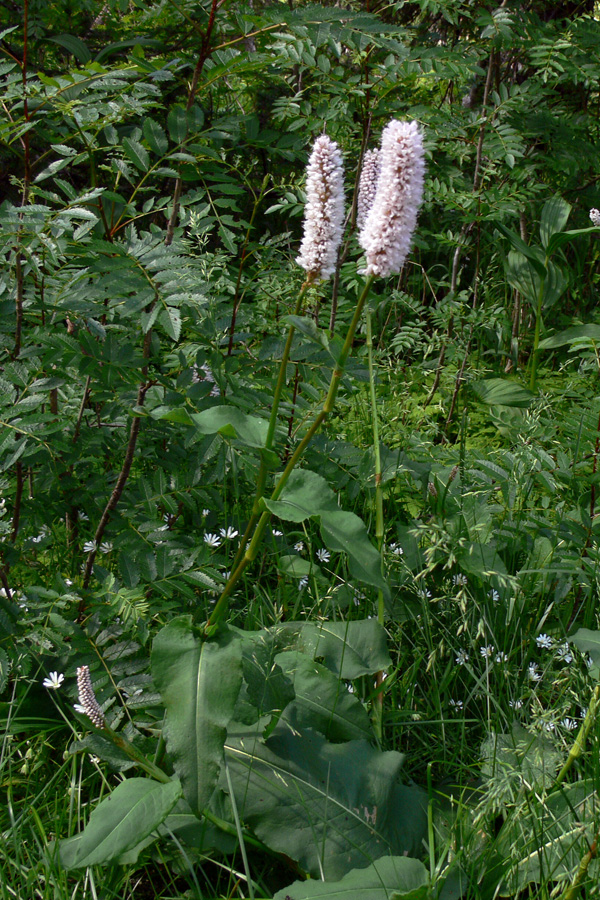 Изображение особи Bistorta officinalis.