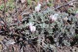 Astragalus testiculatus